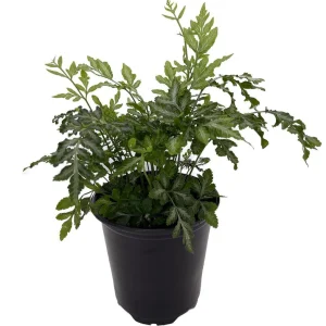 Silver Lace Fern Live Plant - Pteris ensiformis 'Evergemiensis' - 4 inch Pot - Easy Care Indoor Plant - Image 1