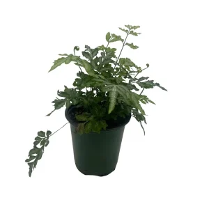 Silver Lace Fern Live Plant - Pteris ensiformis 'Evergemiensis' - 4 inch Pot - Easy Care Indoor Plant - Image 4