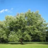 Silver Maple Tree (Acer Saccharinum) Live Plant - 3 Bare-Root Saplings for Outdoor - Image 1