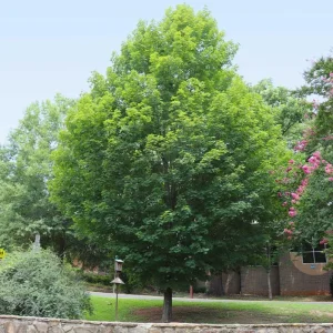 Silver Maple Tree Live Plant – 12-18