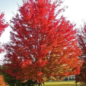 Silver Maple Tree Live Plant – 12-18