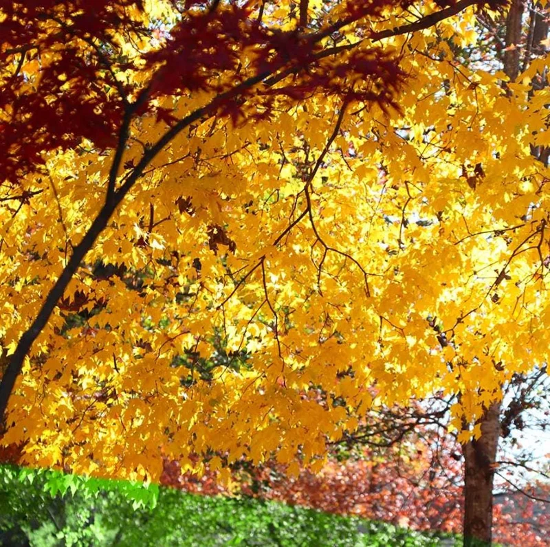 Silver Maple Tree Live Plant – 12-18" Tall – Quart Pot – Fast-Growing Shade Tree Outdoor - Image 5