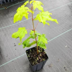 Silver Maple Tree Live Plant – 12-18