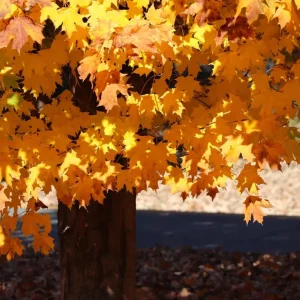 Silver Maple Tree Live Plant – 12-18