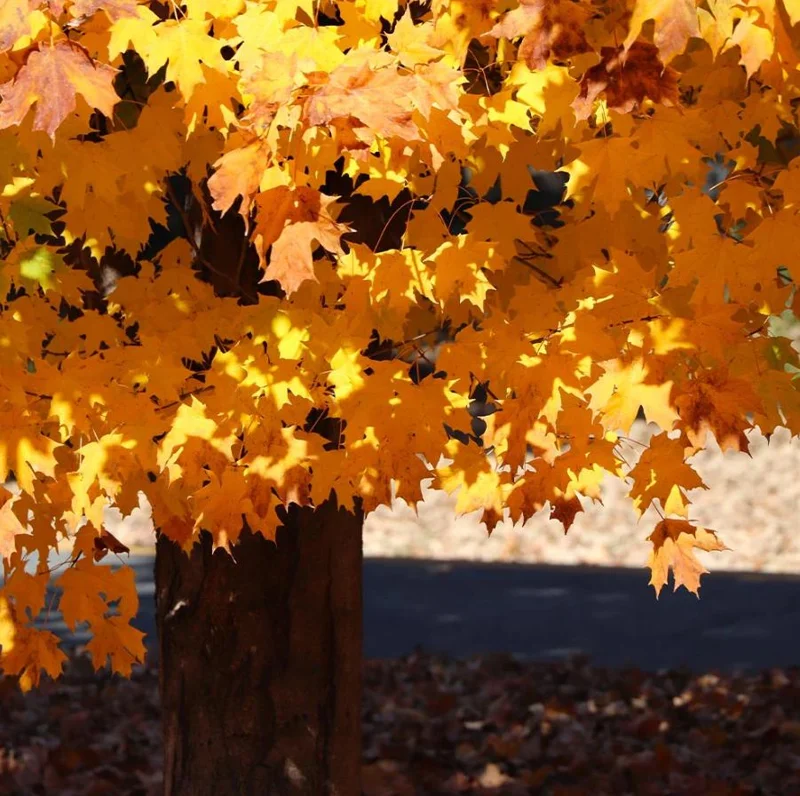 Silver Maple Tree Live Plant – 12-18" Tall – Quart Pot – Fast-Growing Shade Tree Outdoor - Image 9