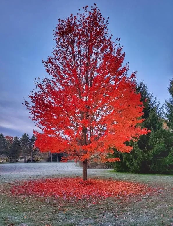 Silver Maple Tree Live Plant – 12-18" Tall – Quart Pot – Fast-Growing Shade Tree Outdoor - Image 1