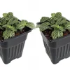 Silver Nerve Plant Live Plant – Fittonia verschaffeltii – 3" Pots, 2 Pack – Indoor Houseplant - Image 1
