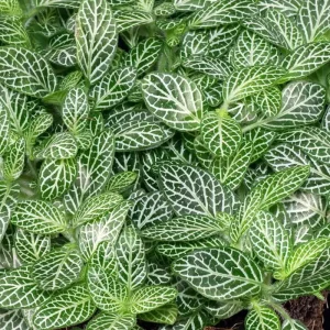 Silver Nerve Plant Live Plant – Fittonia verschaffeltii – 3