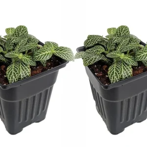 Silver Nerve Plant Live Plant – Fittonia verschaffeltii – 3