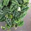 Silver Pothos Cuttings - Rare Silver Satin Scindapsus Pictus Cuttings - Easy Care Indoor Houseplant - Image 1