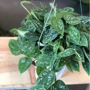Silver Pothos Cuttings - Rare Silver Satin Scindapsus Pictus Cuttings - Easy Care Indoor Houseplant - Image 3