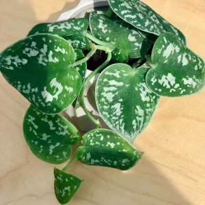 Silver Pothos Cuttings - Rare Silver Satin Scindapsus Pictus Cuttings - Easy Care Indoor Houseplant - Image 5