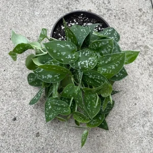 Silver Pothos Live Plant 6 inch Pot - Scindapsus Pictus Argyraeus Indoor Trailing Vine - Image 3