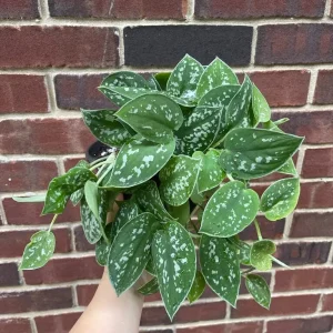 Silver Pothos Live Plant 6 inch Pot - Scindapsus Pictus Argyraeus Indoor Trailing Vine - Image 4