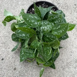 Silver Pothos Live Plant 6 inch Pot - Scindapsus Pictus Argyraeus Indoor Trailing Vine - Image 7