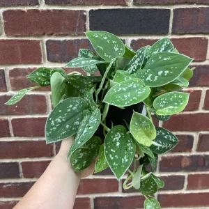 Silver Pothos Live Plant 6 inch Pot - Scindapsus Pictus Argyraeus Indoor Trailing Vine - Image 8