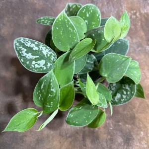 Silver Pothos Live Plant – Scindapsus Pictus Argyraeus – 4 inch Potted Houseplant - Image 3