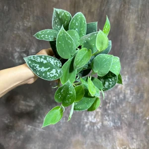 Silver Pothos Live Plant – Scindapsus Pictus Argyraeus – 4 inch Potted Houseplant - Image 7