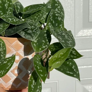 Silver Pothos Live Plant – Scindapsus Pictus – Easy Care Indoor Houseplant – 2 inch or 4 inch Nursery Pot - Image 2