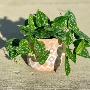 Silver Pothos Live Plant – Scindapsus Pictus – Easy Care Indoor Houseplant – 2 inch or 4 inch Nursery Pot - Image 1
