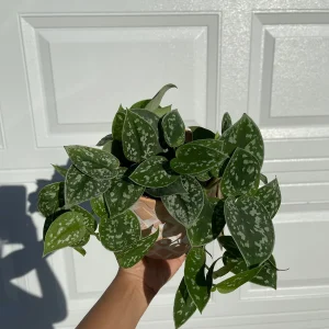 Silver Pothos Live Plant – Scindapsus Pictus – Easy Care Indoor Houseplant – 2 inch or 4 inch Nursery Pot - Image 5