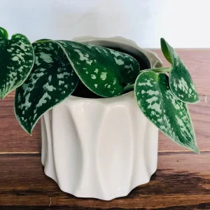 Silver Pothos Live Plant – Scindapsus Pictus – Easy Care Indoor Houseplant – 2 inch or 4 inch Nursery Pot - Image 6