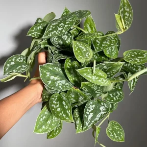 Silver Satin Pothos Live Plant – Scindapsus Pictus Argyraeus – 6 inch Hanging Pot – Indoor - Image 10