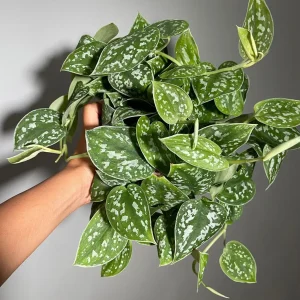 Silver Satin Pothos Live Plant – Scindapsus Pictus Argyraeus – 6 inch Hanging Pot – Indoor - Image 2