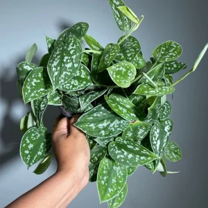 Silver Satin Pothos Live Plant – Scindapsus Pictus Argyraeus – 6 inch Hanging Pot – Indoor - Image 1