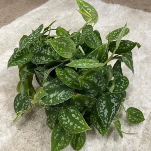 Silver Satin Pothos Live Plant – Scindapsus Pictus Argyraeus – 6 inch Hanging Pot – Indoor - Image 4