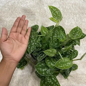Silver Satin Pothos Live Plant – Scindapsus Pictus Argyraeus – 6 inch Hanging Pot – Indoor - Image 8