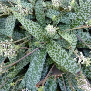 Silver Squill Live Plant - Ledebouria socialis - 2.5