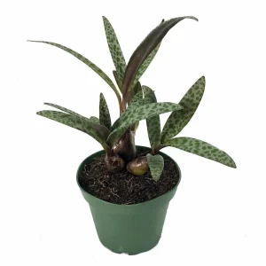 Silver Squill Live Plant - Ledebouria socialis - 2.5