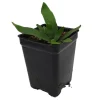Silver Staghorn Fern Live Plant – Platycerium veitchii – 2.5 inch Pot - Image 1