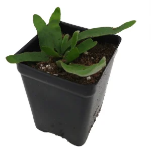 Silver Staghorn Fern Live Plant – Platycerium veitchii – 2.5 inch Pot - Image 3