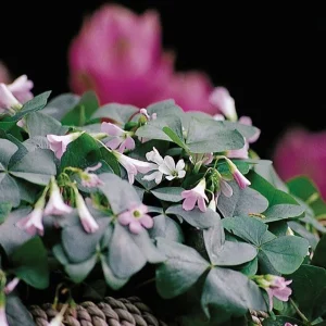 Silver Streak Shamrock Oxalis Bulbs - 10 Count - Pink/White Flowers - Image 2