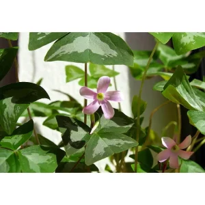 Silver Streak Shamrock Oxalis Bulbs - 10 Count - Pink/White Flowers - Image 1