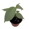 Silver Sword Philodendron Hastatum Live Plant – 2.5 inch Pot – Indoor Foliage - Image 1