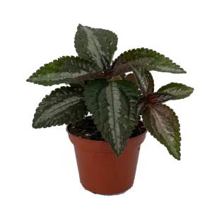 Silver Tree Pilea Spruceana Live Plant – Friendship Plant – 2.5" Pot – Indoor Houseplant - Image 1