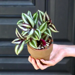 Silver Wandering Jew Live Plant in 3