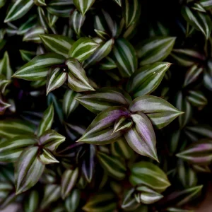 Silver Wandering Jew Plant - Rare Tradescantia Live Plant, 3