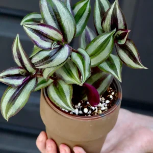 Silver Wandering Jew Plant - Rare Tradescantia Live Plant, 3
