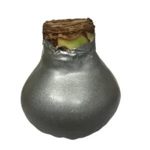 Silver Waxed Amaryllis Bulb 28/30 - No Water, Easy Care Flower Bulb - Image 2