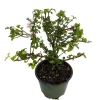 Singapore Miniature Holly Plant - Malpighia coccigera - Edible Fruit - 4" Pot - Image 1