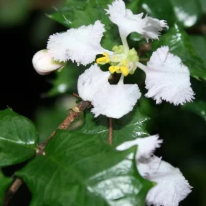 Singapore Miniature Holly Plant - Malpighia coccigera - Edible Fruit - 4" Pot - Image 2