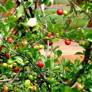 Singapore Miniature Holly Plant - Malpighia coccigera - Edible Fruit - 4" Pot - Image 3