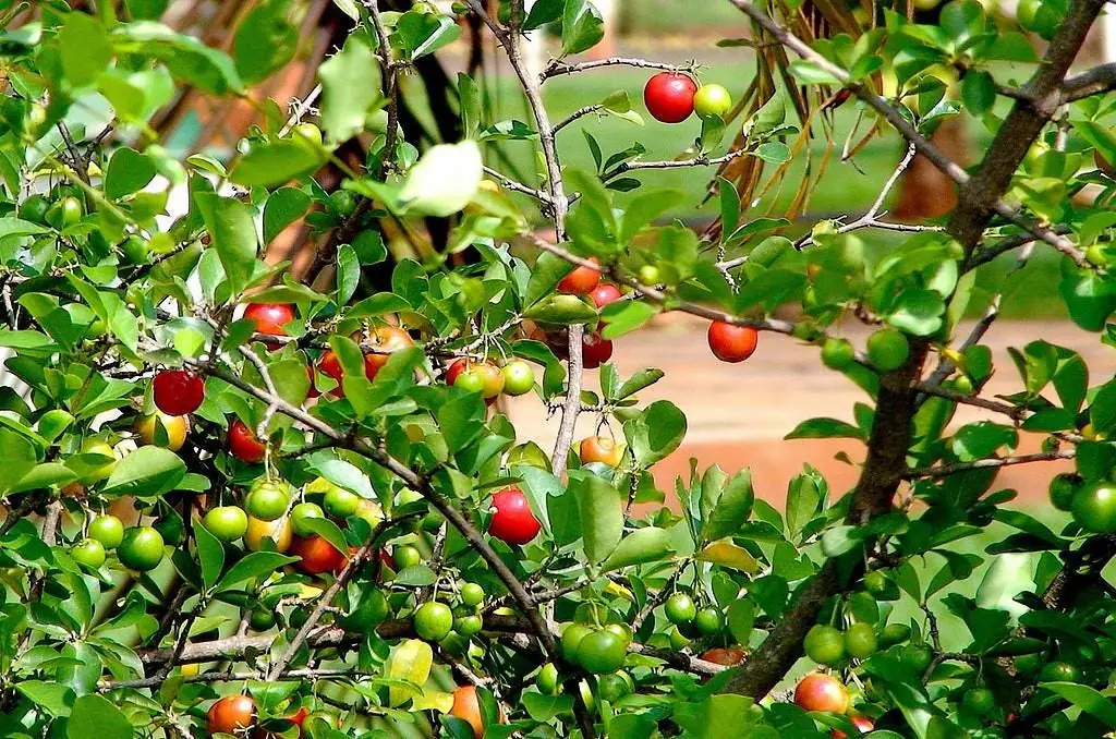 Singapore Miniature Holly Plant - Malpighia coccigera - Edible Fruit - 4" Pot - Image 3