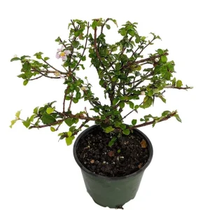 Singapore Miniature Holly Plant - Malpighia coccigera - Edible Fruit - 4" Pot - Image 1