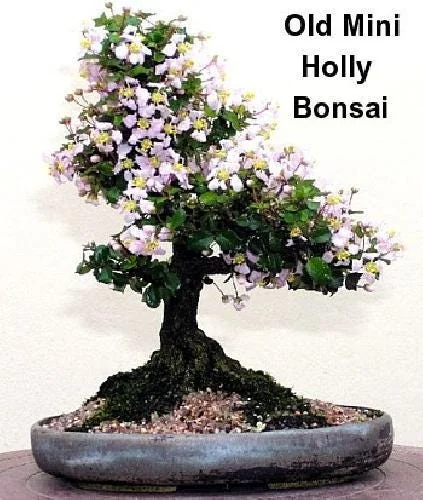 Singapore Miniature Holly Plant - Malpighia coccigera - Edible Fruit - 4" Pot - Image 4