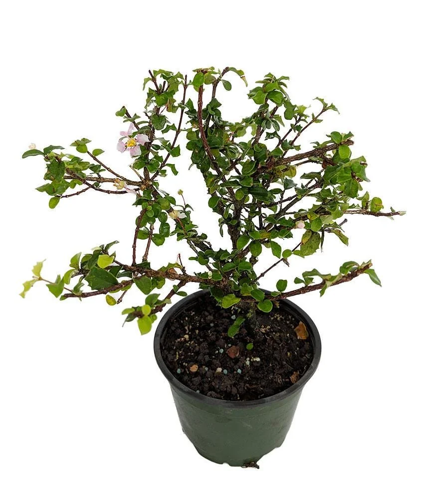 Singapore Miniature Holly Plant - Malpighia coccigera - Edible Fruit - 4" Pot - Image 1